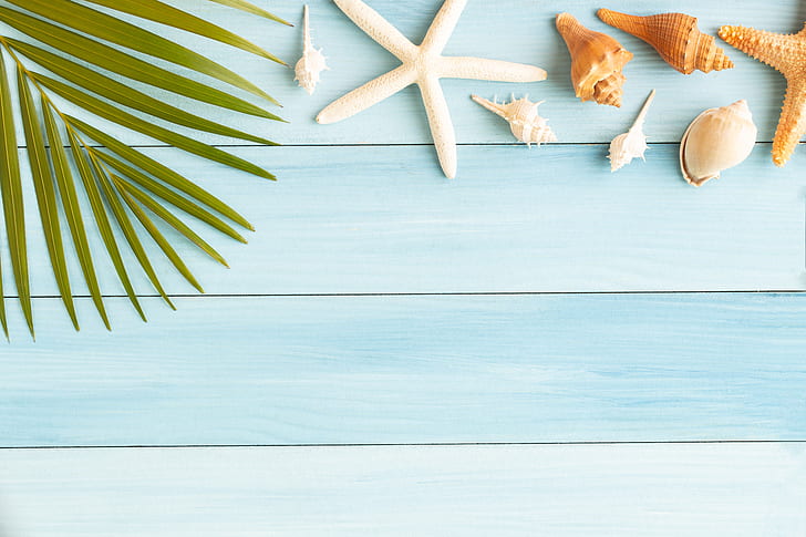 beach, summer, Board, star, shell, wood, starfish, seashells, HD wallpaper
