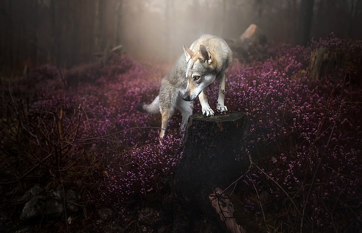 serigala abu-abu, alam, anjing, hewan, Wallpaper HD
