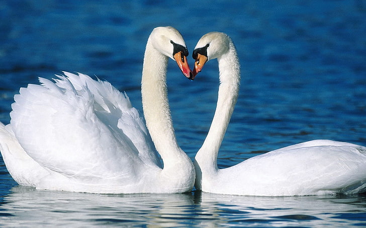 Swans Couple In Water, two white swans, Animals, Birds, water, swan, couple, HD wallpaper