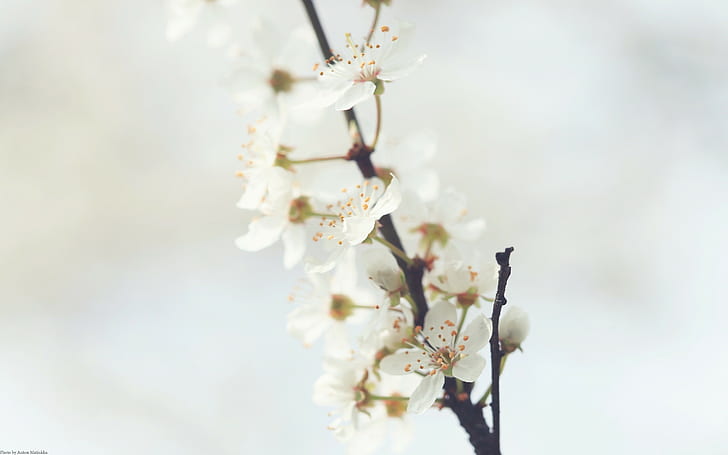 أشجار الكرز ، زهور ، أزهار ، فرع ، زهور بيضاء، خلفية HD