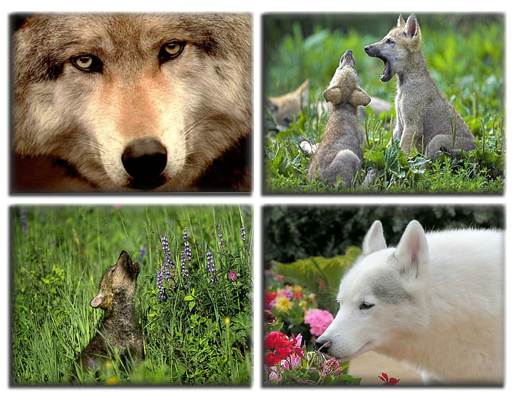 Wolf Gallery, wolf, wildlife, wild, animal, animals, HD wallpaper