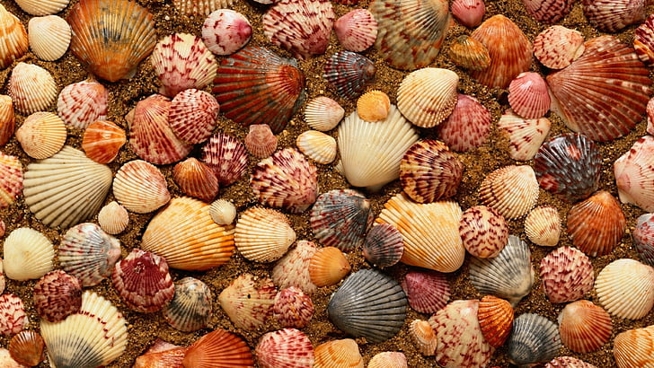 シェル、シェル、貝殻、貝殻、海、砂、自然、 HDデスクトップの壁紙