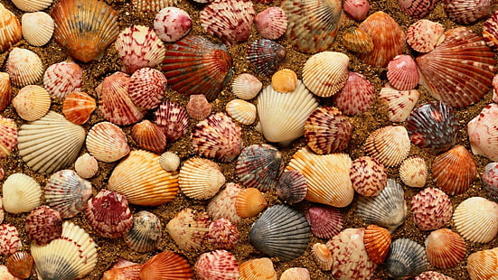 Muschel, Muscheln, Muschel, Muscheln, Meer, Sand, Natur, HD-Hintergrundbild HD wallpaper