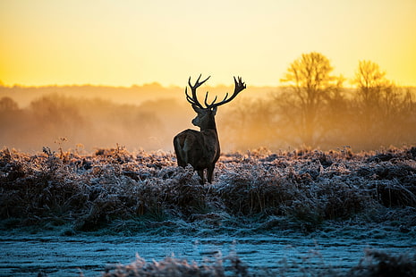 landscape, animals, deer, morning, frost, HD wallpaper HD wallpaper