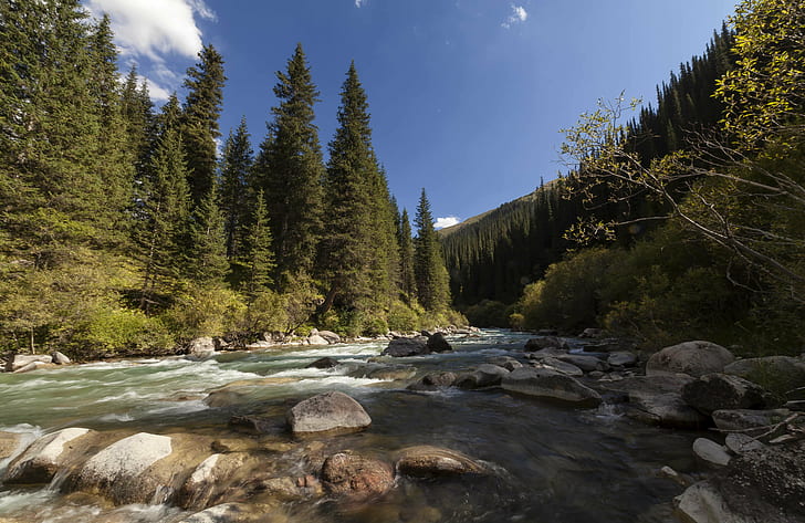 river surrounded by pine tress, river, pine, tress, Kyrgyzstan, central asia, forest, landscape, beauty, canon 5D, eos, wilderness, Kazakhstan, mountains, Zeiss, T*  2.8, ZE, outdoors, scenic, nature, natura, fresh water, mountain, tree, water, scenics, rock - Object, summer, stream, HD wallpaper