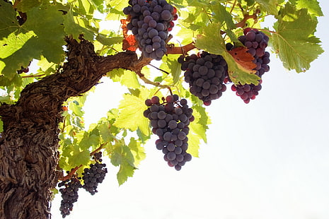 árbol de uvas rojas, uvas, árbol, vara, fruta, Fondo de pantalla HD HD wallpaper
