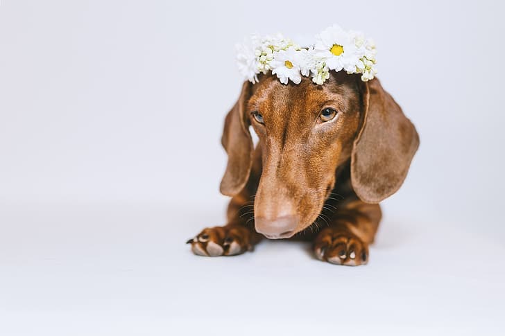 face, flowers, dog, white background, Dachshund, wreath, HD wallpaper