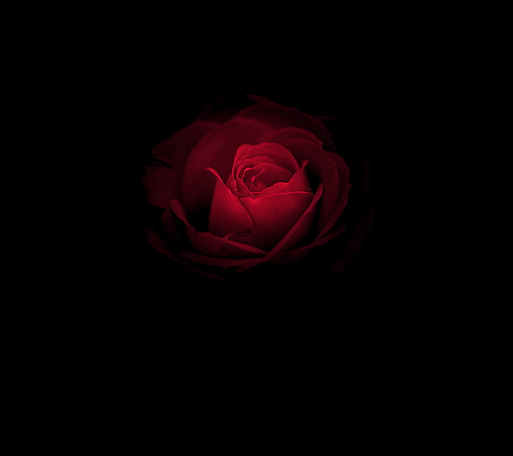 Stock, Red Rose, Black, Huawei Mate RS, Rose flower, Porsche Design, HD wallpaper