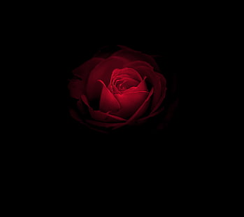 Stock, Rose rouge, noir, Huawei Mate RS, Fleur rose, Porsche Design, Fond d'écran HD HD wallpaper
