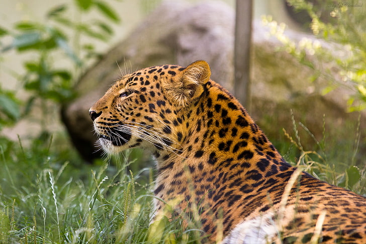 cat, grass, leopard, Amur, HD wallpaper