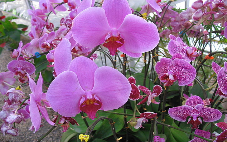 Phalaenopsis Orchid Flower Photos, HD wallpaper