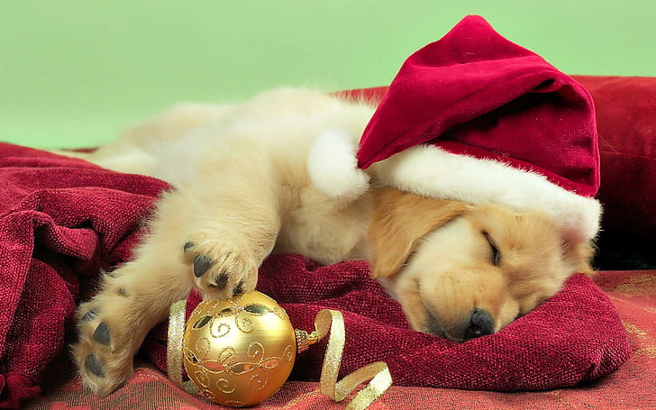 Рождественская собака, желтый щенок лабрадора, новый год, украшения, елочные шары, праздники, рождественские колокольчики, золотые шарики, красивые, HD обои