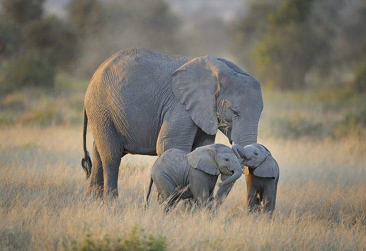 สัตว์, ช้าง, ที่น่ารัก, ลูกสัตว์, ความรัก, รอยยิ้ม, วอลล์เปเปอร์ HD