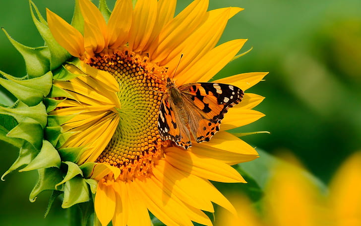 Sunflower Colorful Butterfly Picking Nectar Wide Hd Wallpaper, HD wallpaper