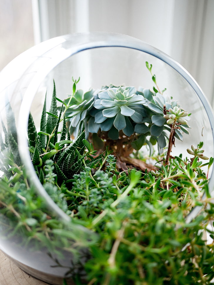 green leaf plant with white pot, plants, succulent, glass, nature, HD wallpaper