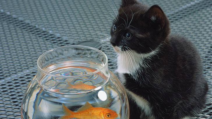 tuxedo kitten, animals, goldfish, fishbowls, cat, kittens, HD wallpaper