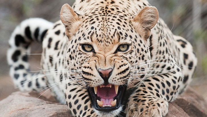 tigre marrone e nera, leopardo, predatore, viso, denti, aggressività, Sfondo HD