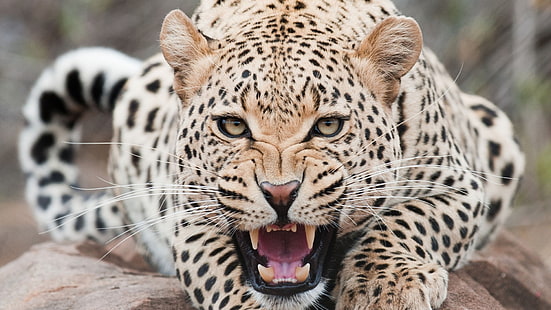 brun och svart tiger, leopard, rovdjur, ansikte, tänder, aggression, HD tapet HD wallpaper
