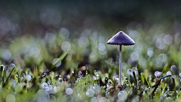 purple mushroom, bokeh, mushroom, grass, nature, macro, plants, HD wallpaper