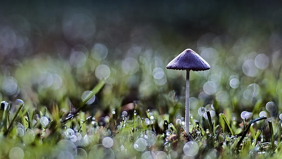purple mushroom, bokeh, mushroom, grass, nature, macro, plants, HD wallpaper HD wallpaper