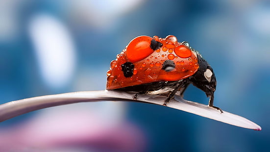 red and black ladybird, ladybug, petal, dew, drops, HD wallpaper HD wallpaper