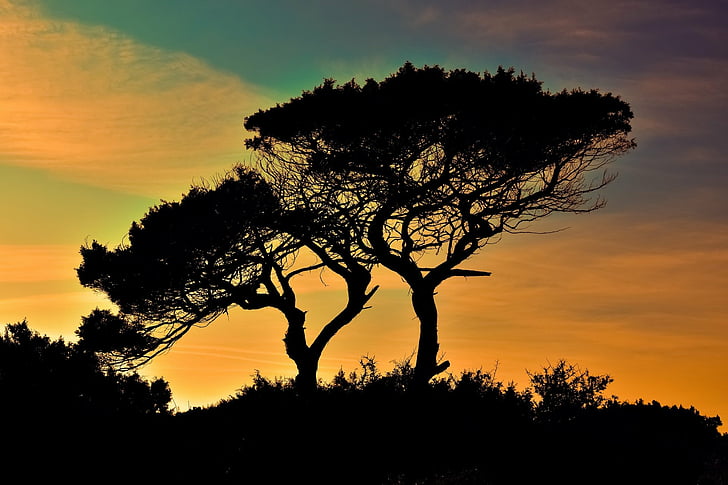 Earth, Sunset, Cypress, Silhouette, Tree, HD wallpaper
