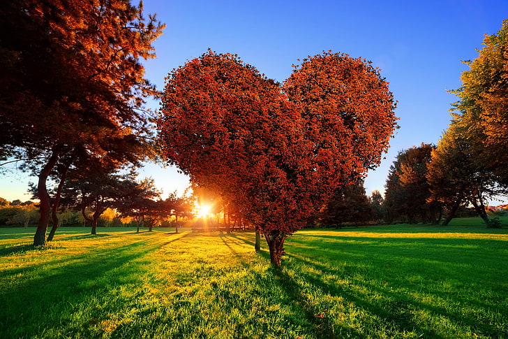 heart-shaped orange leaf tree, grass, the sun, love, sunset, Park, tree, green, heart, HD wallpaper