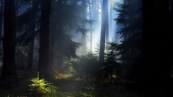 darkness, fearful, fir trees, pines, dark, deep forest, HD wallpaper HD wallpaper