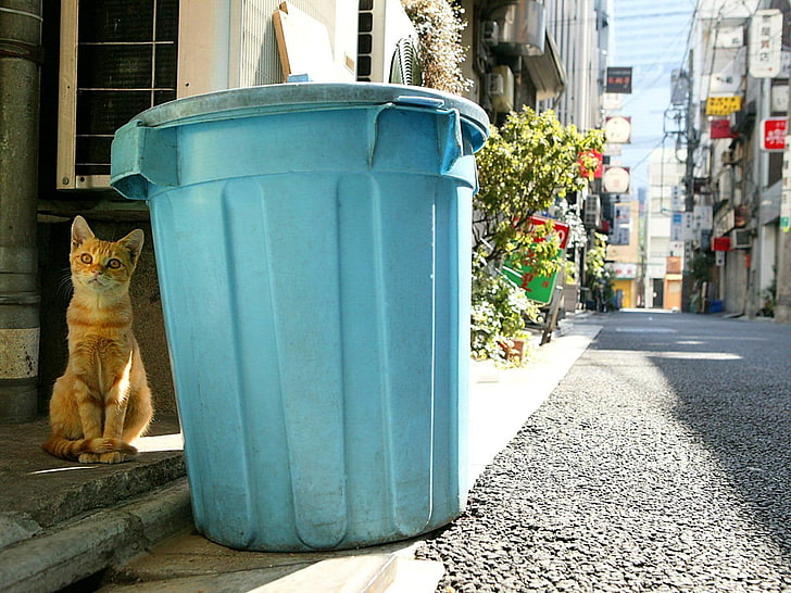 синьо пластмасово кошче за боклук, котка, кутия, седни, улица, HD тапет