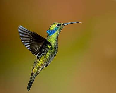 burung hummingbird hijau dan abu-abu, hijau violetear, hijau violetear, hijau Violetear, abu-abu, burung kolibri, burung, pondok, Ekuador, Andy, margasatwa, hewan, alam, warnawarni, melayang, paruh, bulu, terbang, mengamati burung, Wallpaper HD HD wallpaper