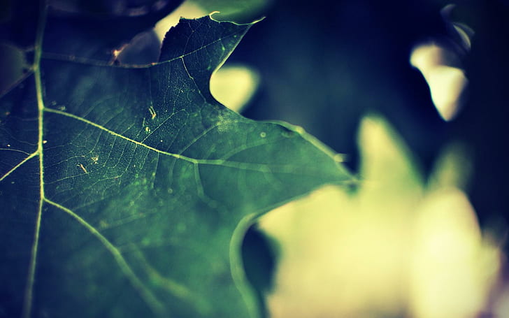 Menutup daun, daun hijau, fotografi, 1920x1200, daun, Wallpaper HD