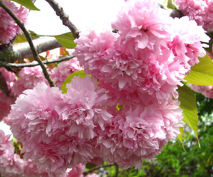 blossom, cluster, flower, fluffy, fruit tree, nature, pink, plant, spring, HD wallpaper