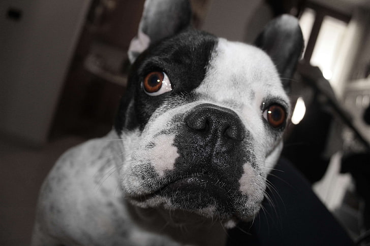 hitam dan putih, bulldog, anjing, bulldog Perancis, Wallpaper HD