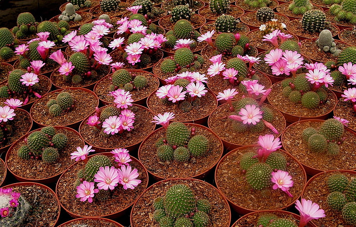 green cacti plant, cacti, flowering, pots, breeding, HD wallpaper