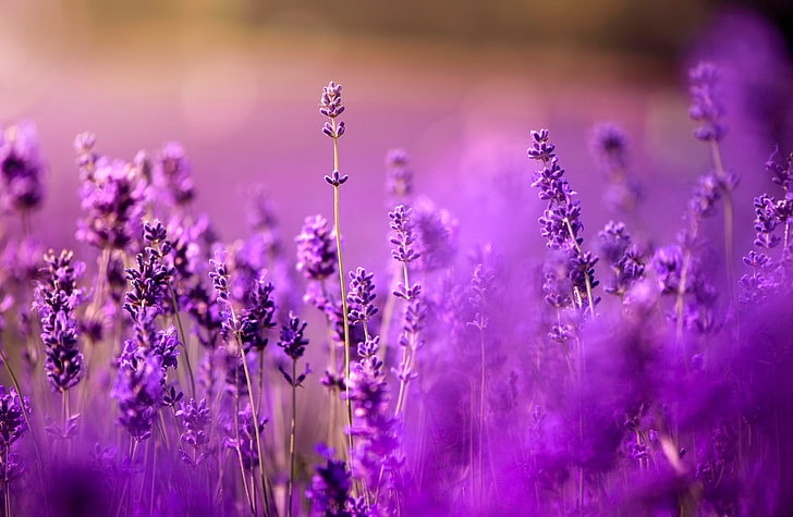 purple flowers, lavender, bokeh, all purple, all lilac, HD wallpaper