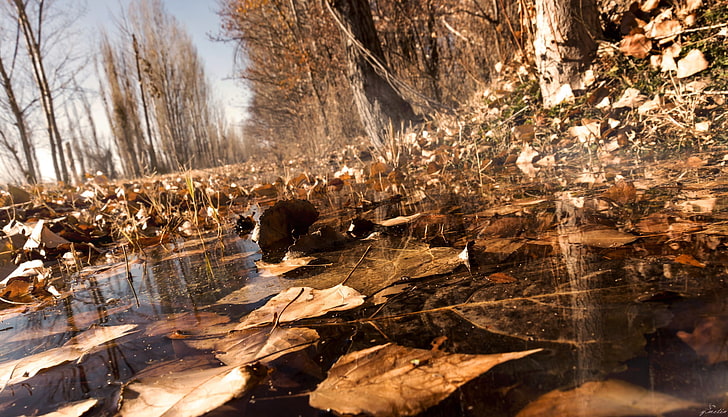 mesa de madera marrón y negra, otoño, naturaleza, agua, hojas, árboles, Fondo de pantalla HD