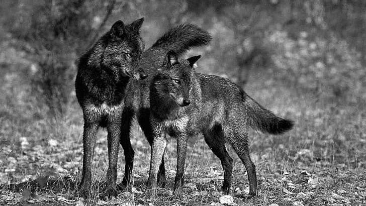 Black Wolves, black wolves, black, face, wolves, wild, majestic, black and white, beautiful, special, photos, HD wallpaper