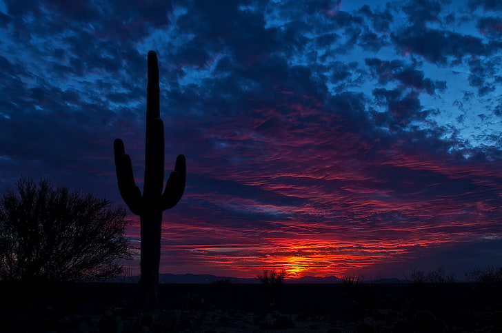 svart kaktus, tucson, arizona, kaktus, natt, himmel, HD tapet