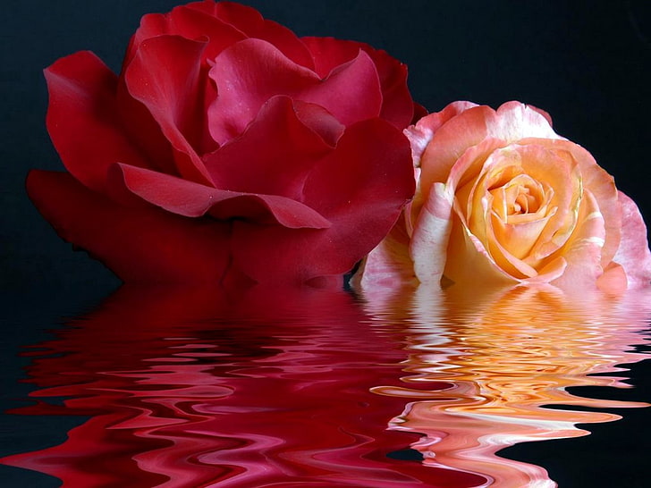 red and pink roses, roses, buds, flowers, water, background, HD wallpaper