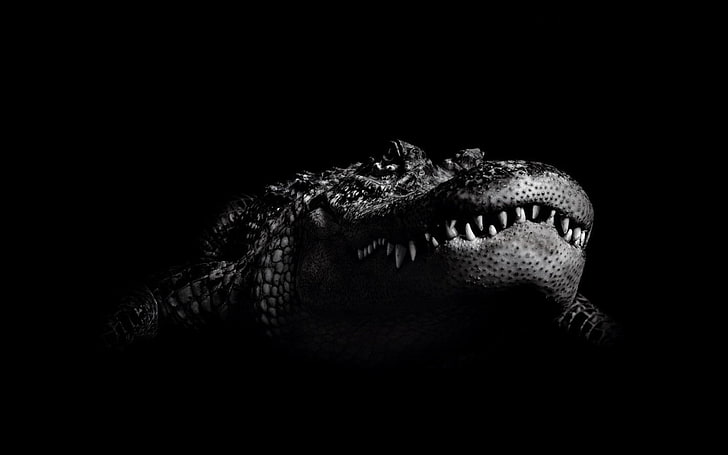 crocodile, HD wallpaper