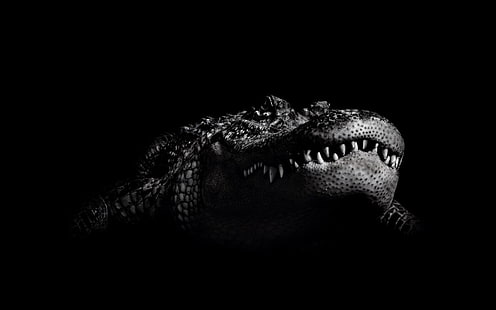 crocodile, HD wallpaper HD wallpaper