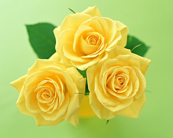 três flores rosas amarelas, rosas, flores, flor, amarelo, HD papel de parede