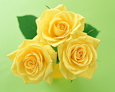 три желтые розы цветы, розы, цветы, цветок, желтый, HD обои HD wallpaper