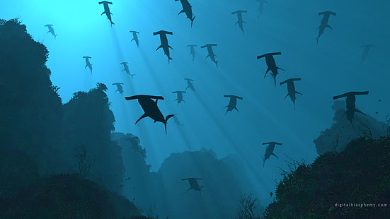 귀상어 상어 상어 파란 물고기 HD, 동물, 파랑, 물고기, 상어, 상어, 귀상어, HD 배경 화면 HD wallpaper