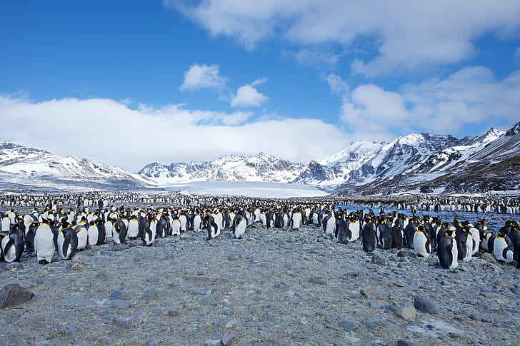 Southern Ocean, South Georgia, St. Andrews Bay, Few King Penguins, HD wallpaper
