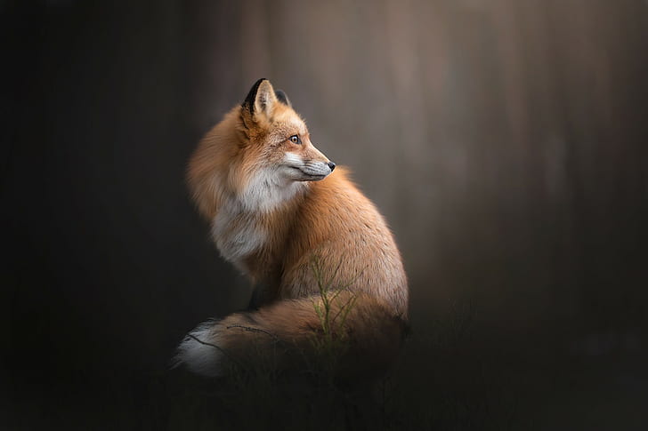 Fuchs, Landschaft, Tiere, HD-Hintergrundbild