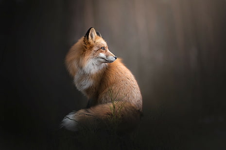 fox, landscape, animals, HD wallpaper HD wallpaper
