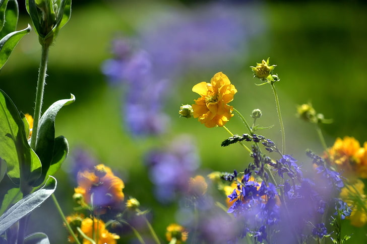 노란 꽃잎 꽃, 봄, 꽃, 비, 신선한, HD 배경 화면