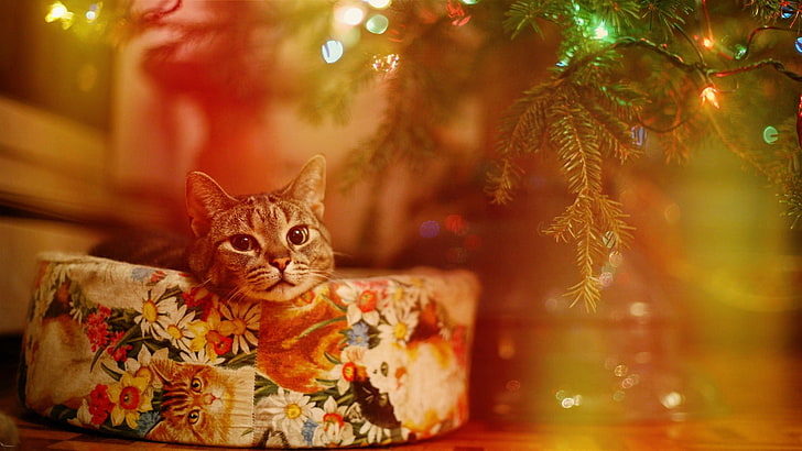 оранжевый полосатый кот, кот, огни, рождество, HD обои