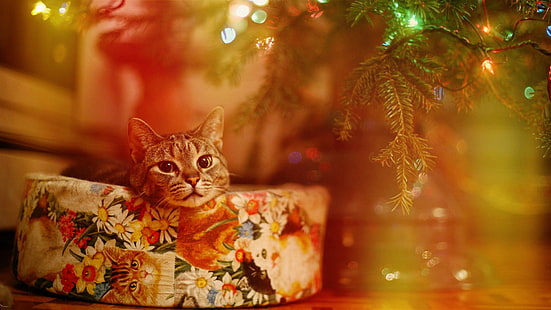pomarańczowy pręgowany kot, kot, lampki, Boże Narodzenie, Tapety HD HD wallpaper